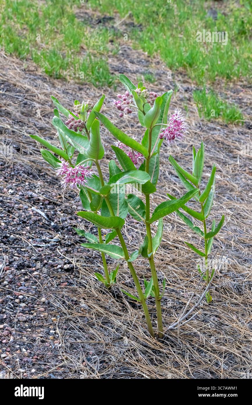 Asclepias speciosa Showy Milkweed Stock Photo