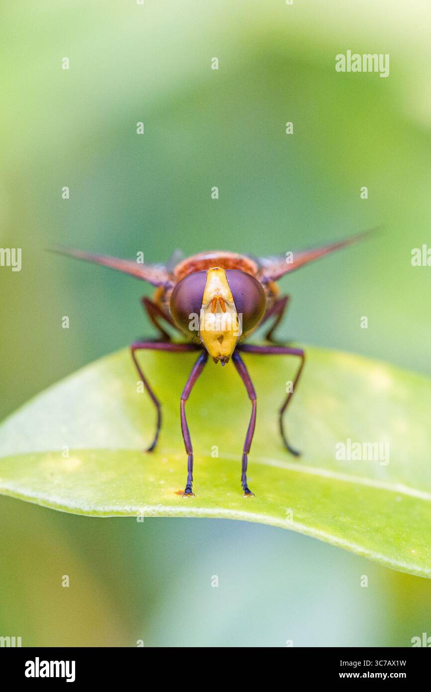 close-up of the head of a hornet mimic hoverfly on a green leaf Stock Photo