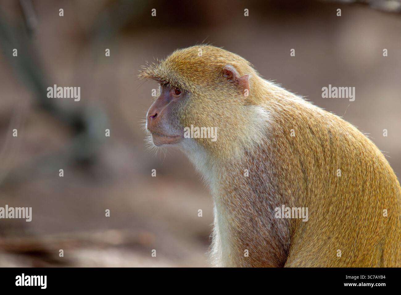 Blue, Samango or Sykes' Monkey Cercopithecus mitis labiatus Cape Vidal ...