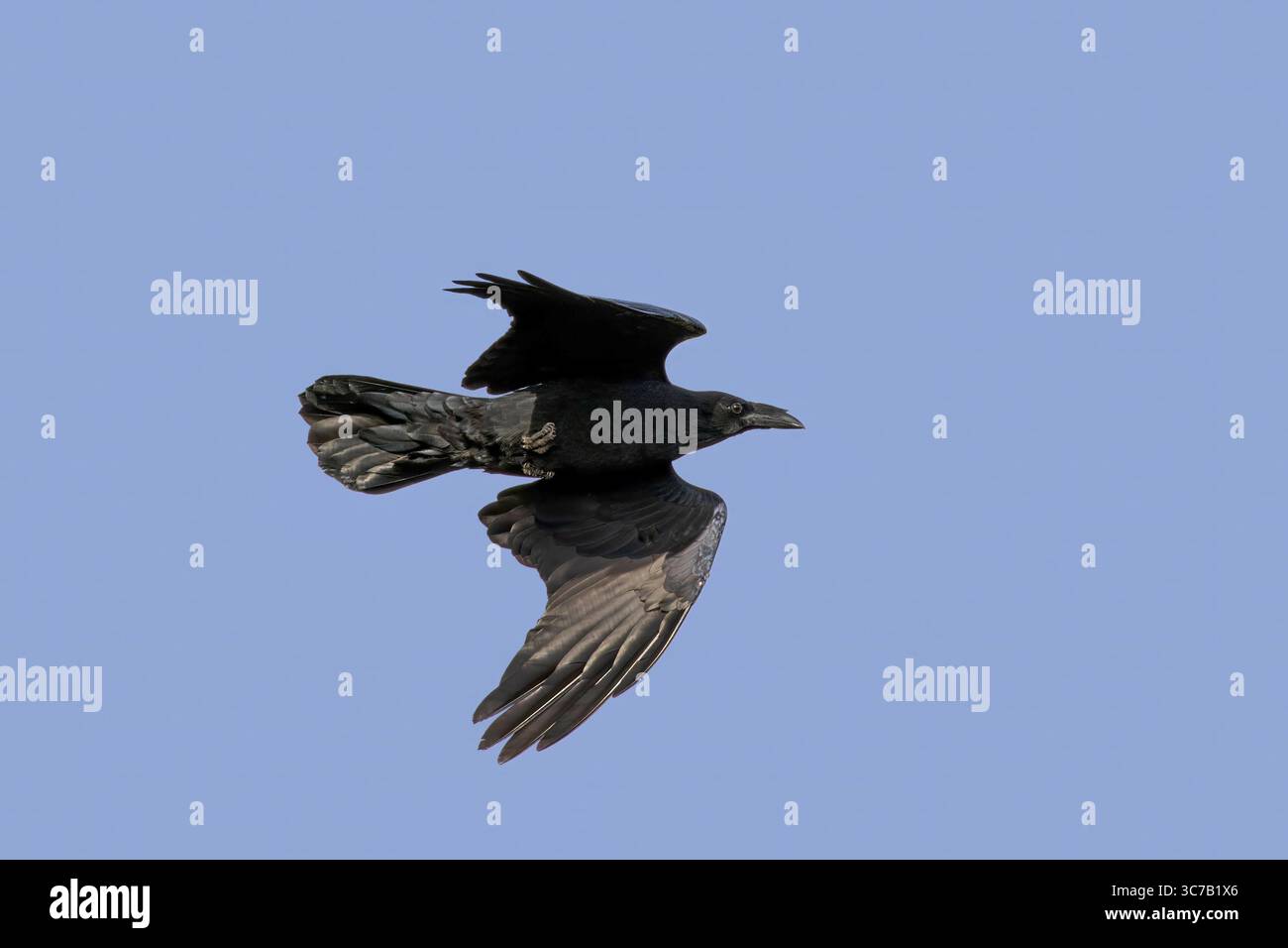 Chihuahuan raven corvus cryptoleucus hi-res stock photography and images -  Alamy
