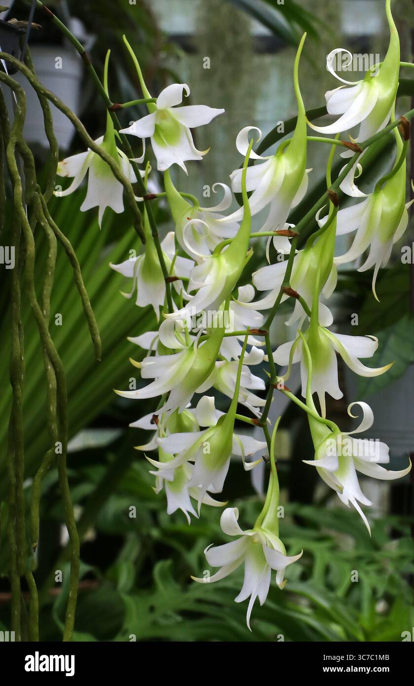 Robust Sobennikoffia, Sobennikoffia robusta, Orchidaceae. Northwestern Madagascar, Africa. Syn. Angraecum robustum. Stock Photo