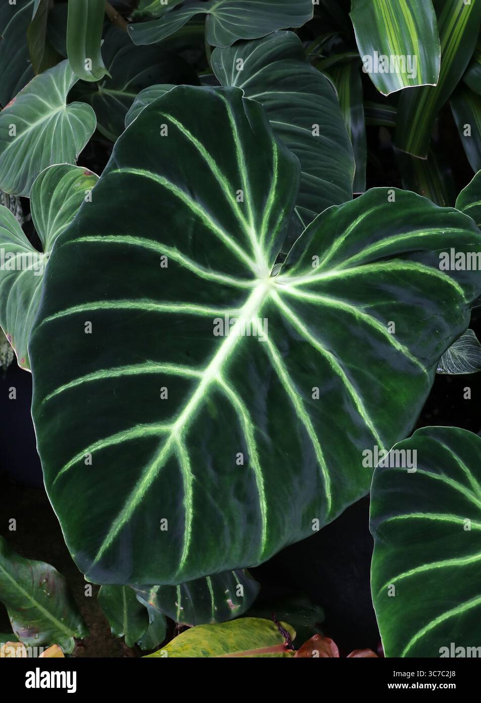 Philodendron 'El Choco Red' or Philodendron 'Choco', Philodendron luxurians,  Araceae. Colombia, South America. Syn. Philodendron rubrijuvenilum. A Col  Stock Photo - Alamy