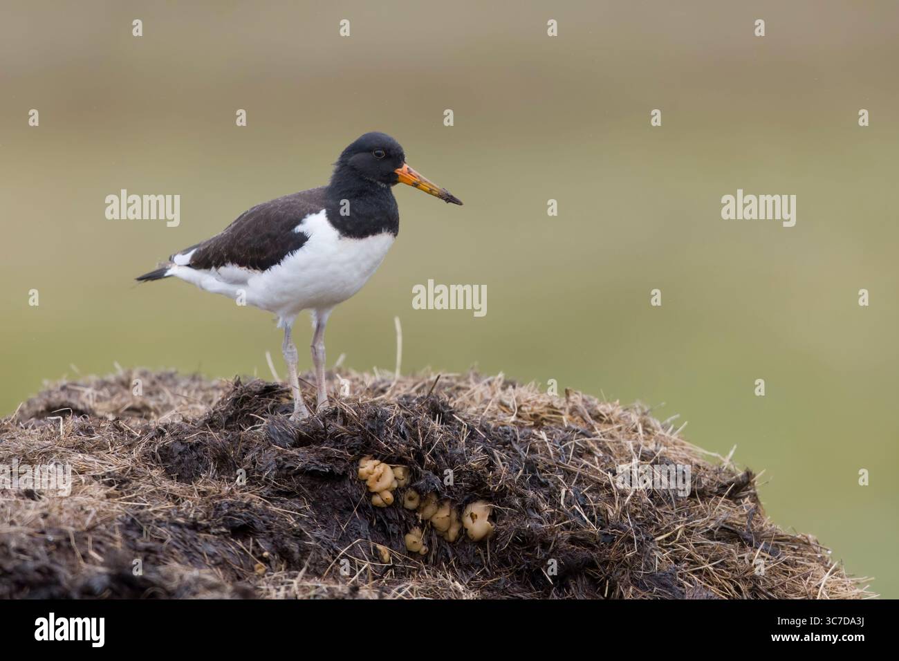 Juvenile Oystercatcher on a dung heap on Shetland Scotland Stock Photo