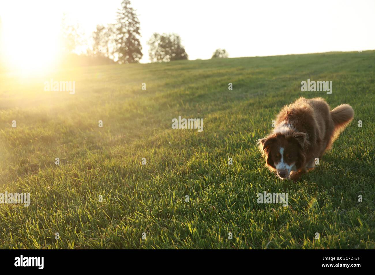 Dog is running through a grassy field with the sun shining on it Stock ...