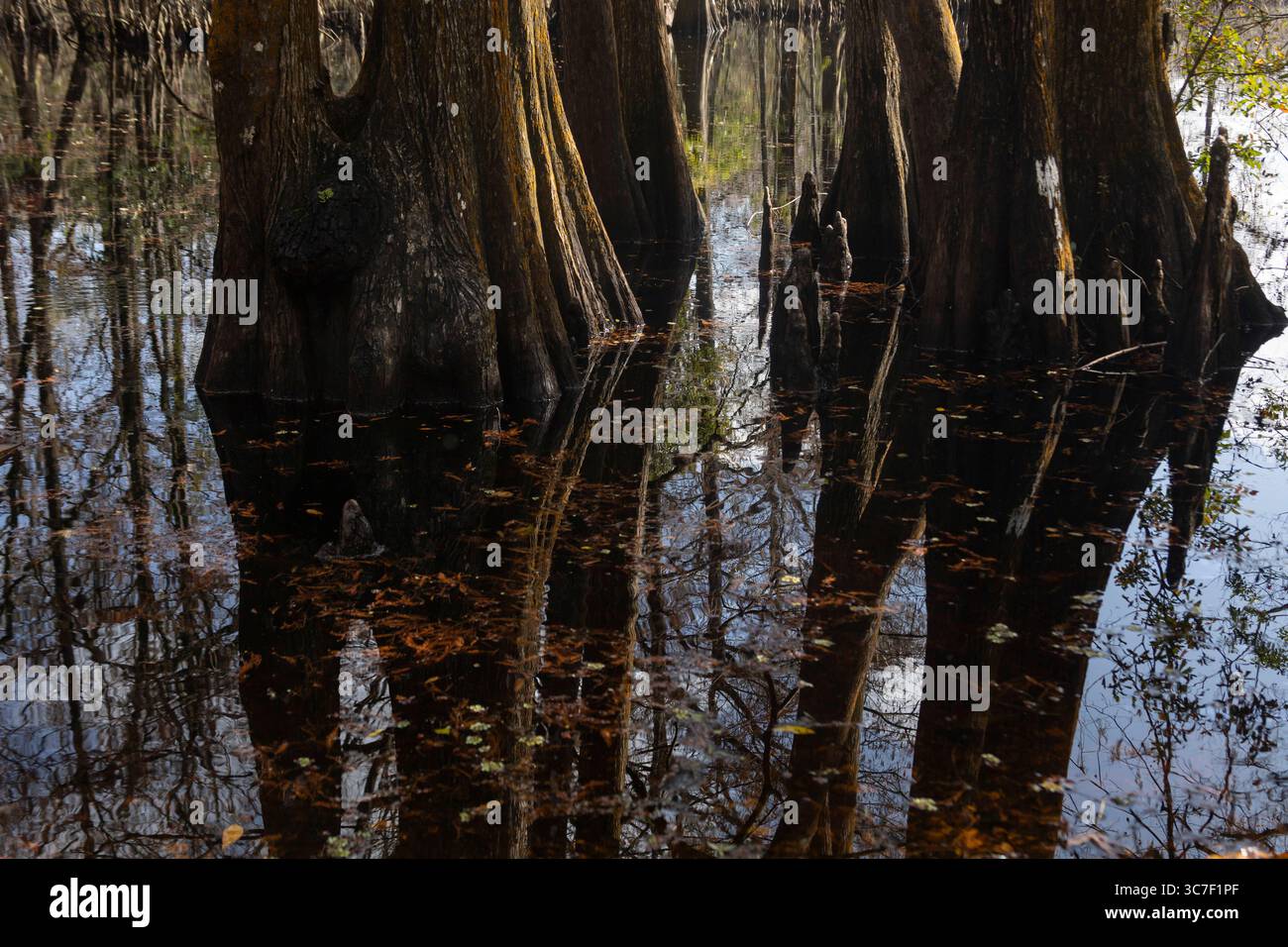 Reflections of Bald Cypress trees in still water, serene swamp ...