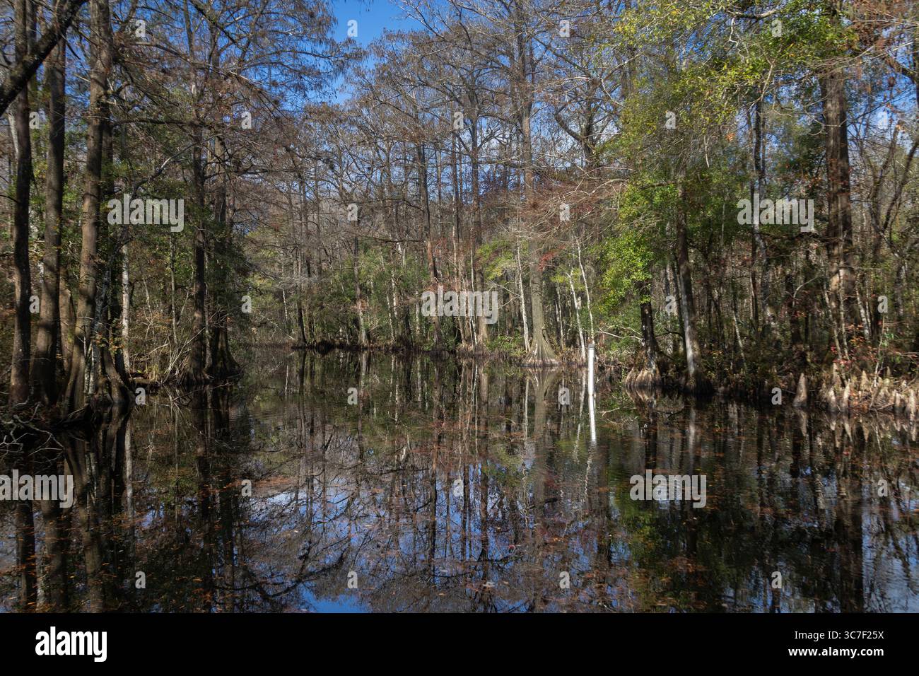 Reflections of Bald Cypress trees in still water, serene swamp ...