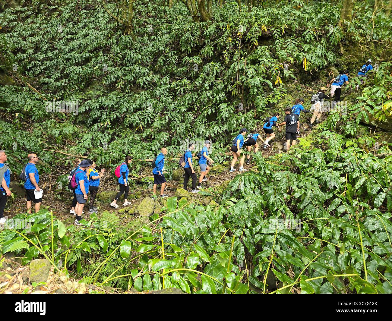 Participants running and hiking through lush forest trails and historic town streets during the Trail Real Priolo event in São Miguel Island, Azores, - Smartphone Captured Stock Image