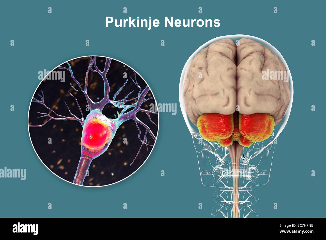 Histology of the cerebellum hi-res stock photography and images - Alamy
