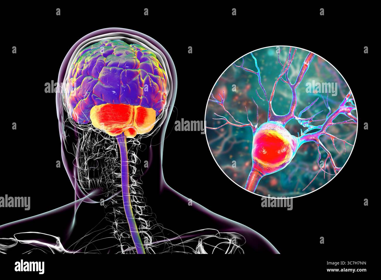 Histology of the cerebellum hi-res stock photography and images - Alamy