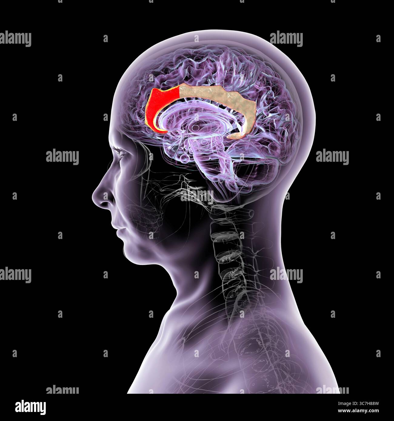 Illustration of an anterior cingulate cortex (red) in a human brain mid ...