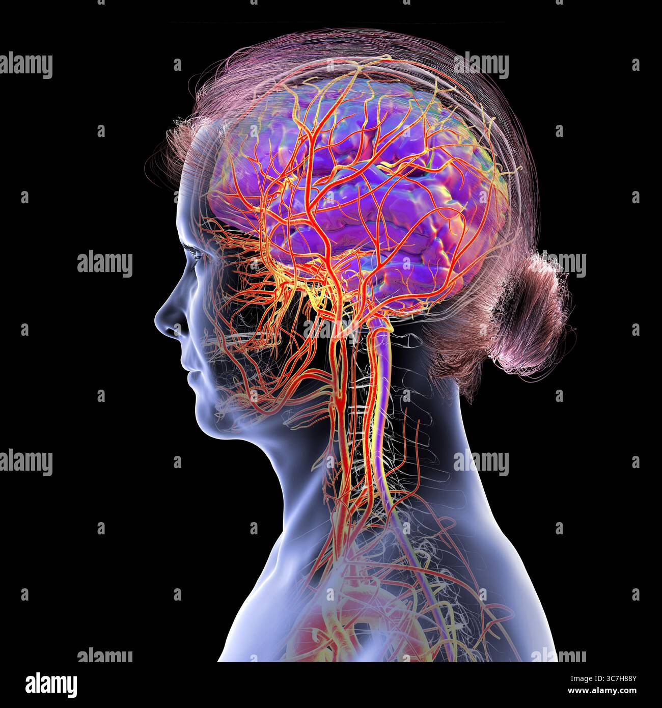 Illustration of the arterial blood supply of the human brain Stock ...