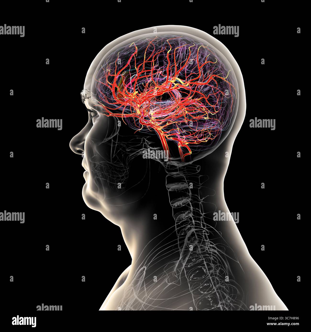 Illustration of the arterial blood supply of the human brain Stock ...