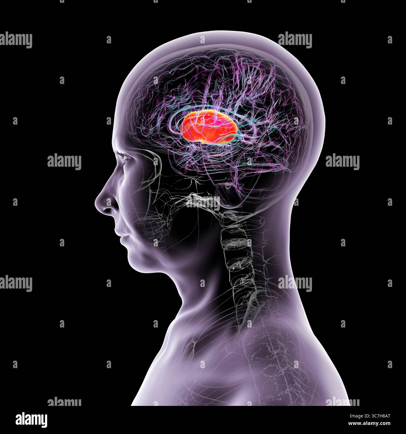 Cortex Capule Brain motor cortex pathways hi-res stock photography and images - Alamy