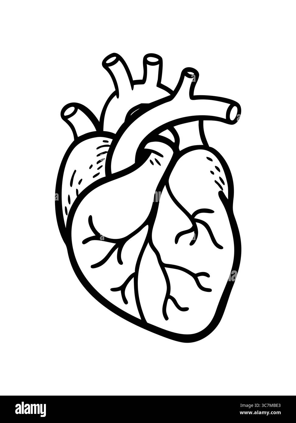 Line art heart anatomy illustration Stock Vector
