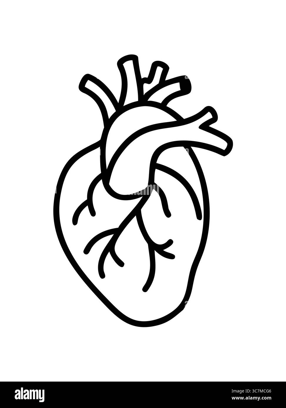 Line art heart anatomy illustration Stock Vector