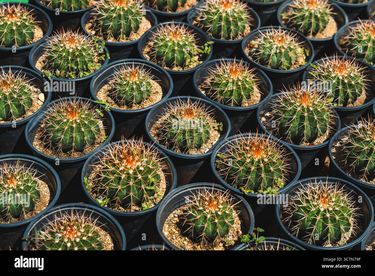 Rows of small potted cacti with sharp spines in black pots, arranged neatly in a structured display from Puerto Rico. Stock Photo