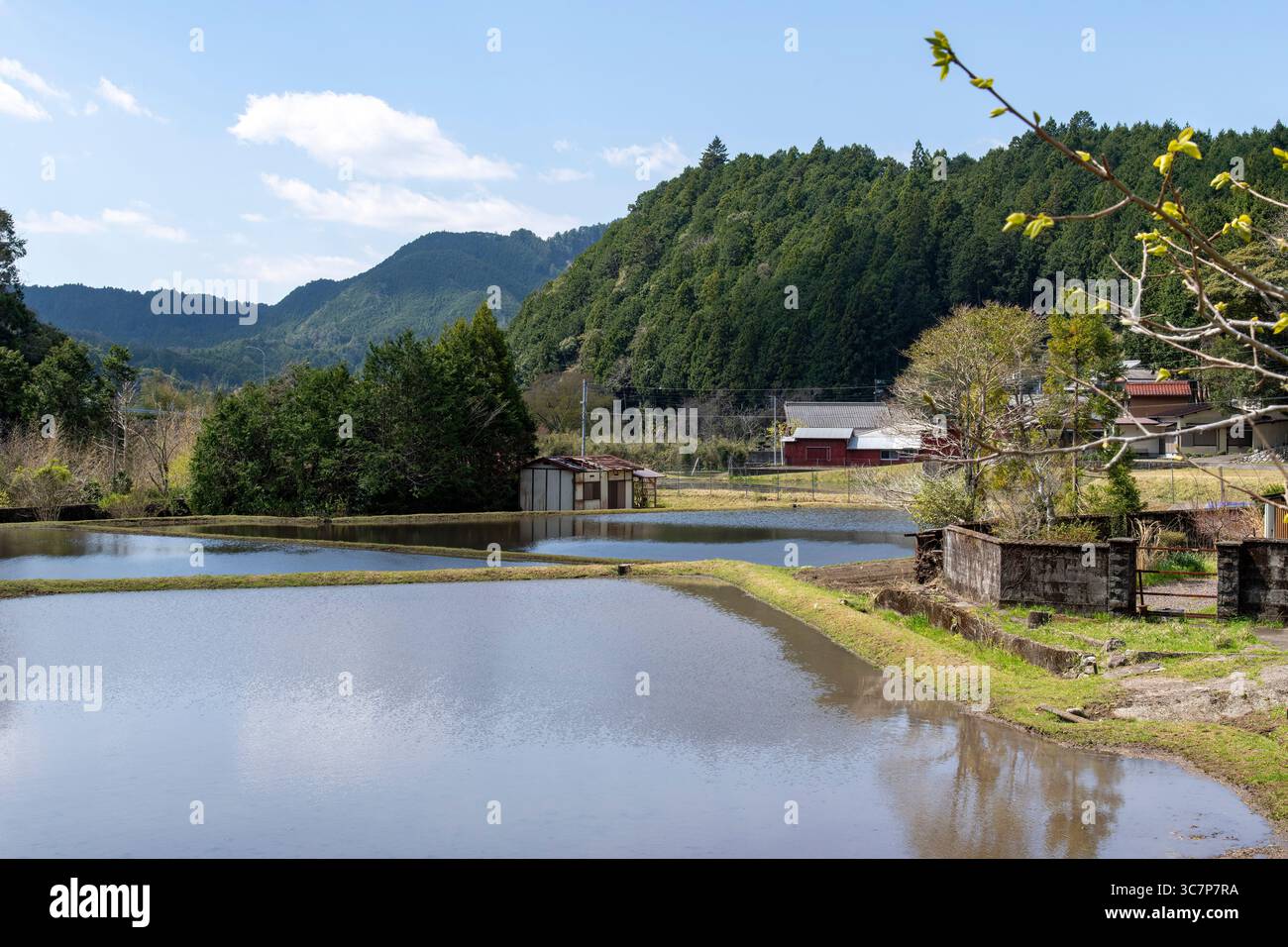 Rural landscape in Kumano, Mie, Japan with water flooded rice fields ...