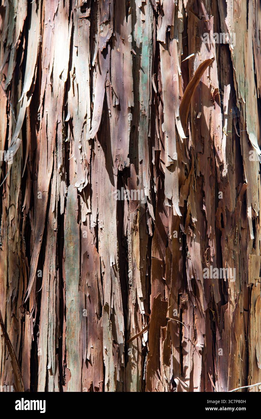 Close up and image filling view of the brown-red peeling bark of a Japanese cedar tree, Japanese redwood (Cryptomeria japonica) or Sugi in Japan Stock Photo