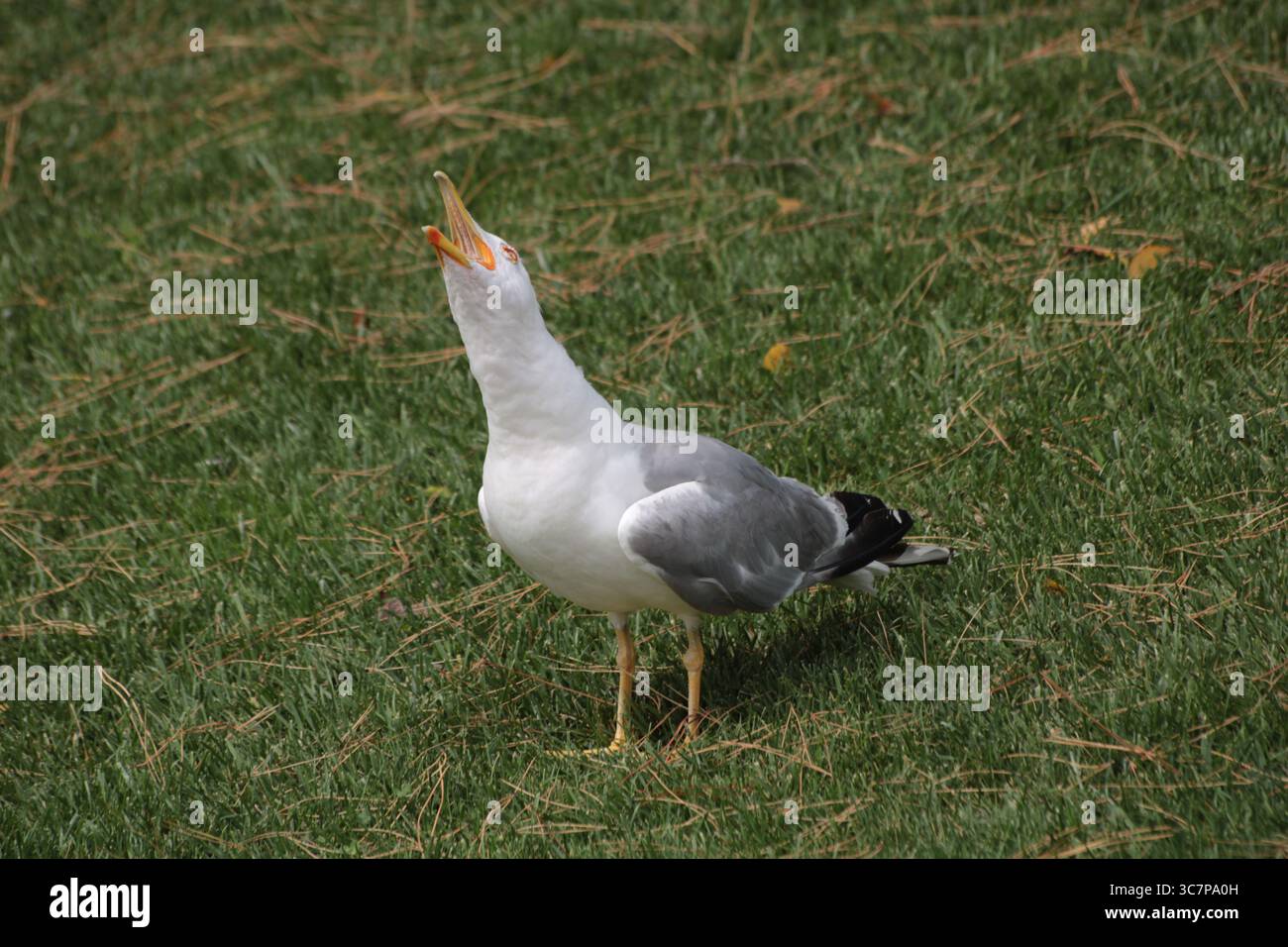 Screaming seagull Stock Photo