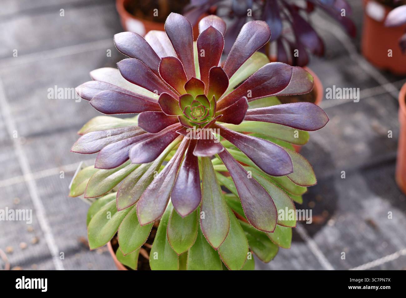 Dark purple succulent plant hi-res stock photography and images - Alamy