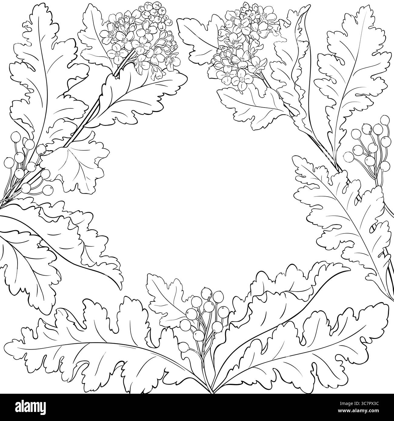 Crambe Plant with Flowers Outline Frame. Stock Vector