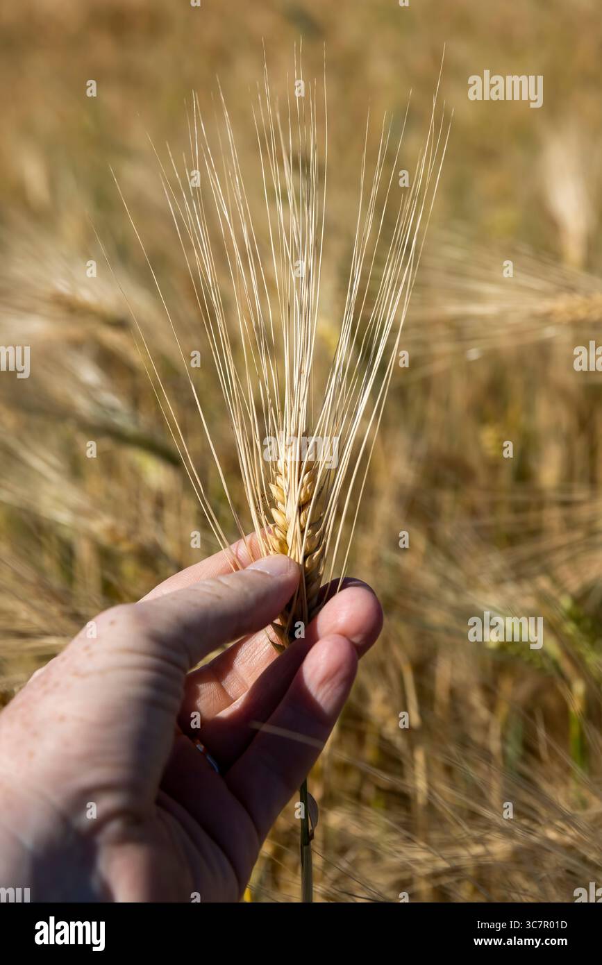 Fall Rye Harvest a field with a new rye harvest in the summer of the year in Europe ...