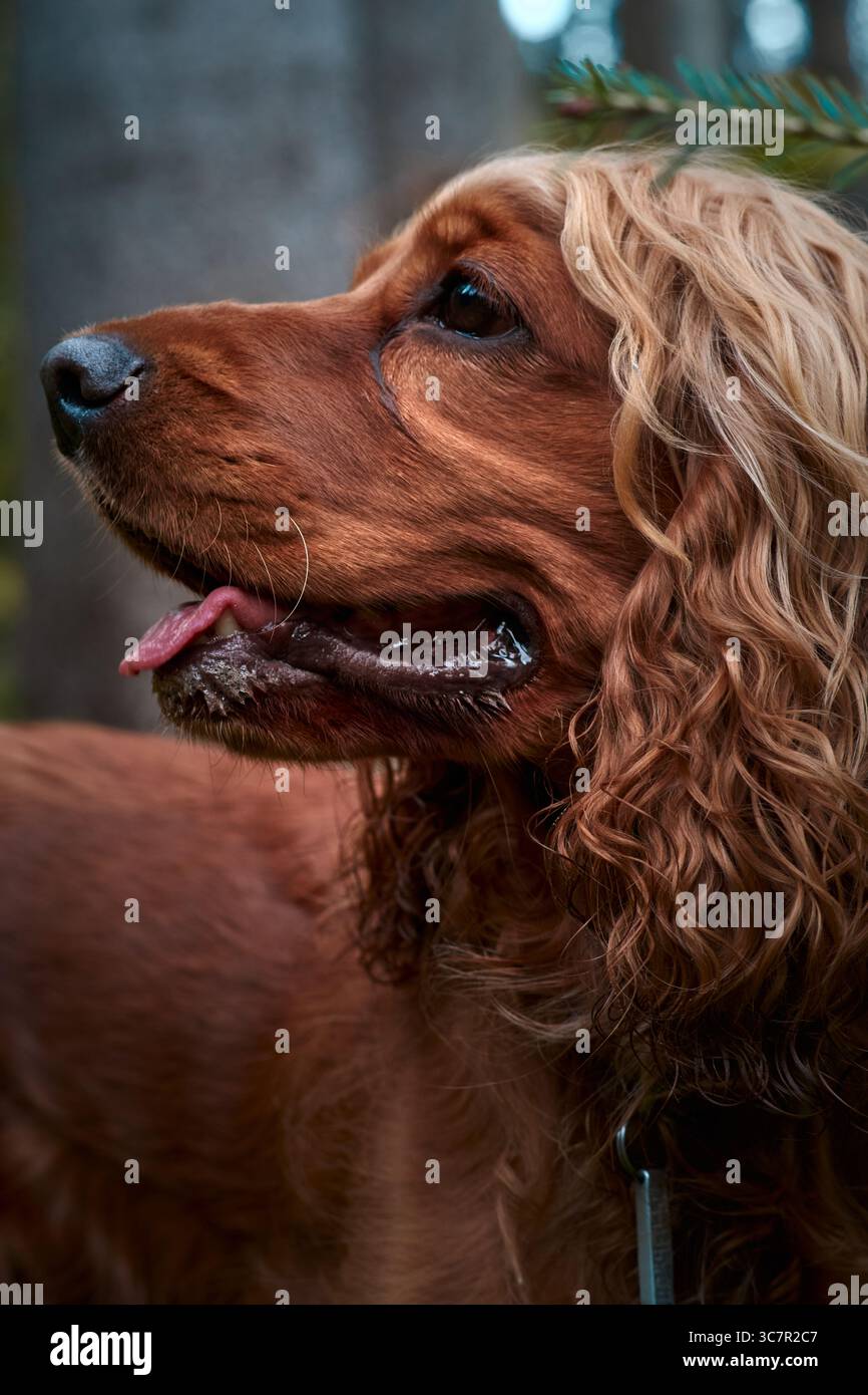 Red English Cocker Spaniel Walking in Forest. portrait Stock Photo - Alamy