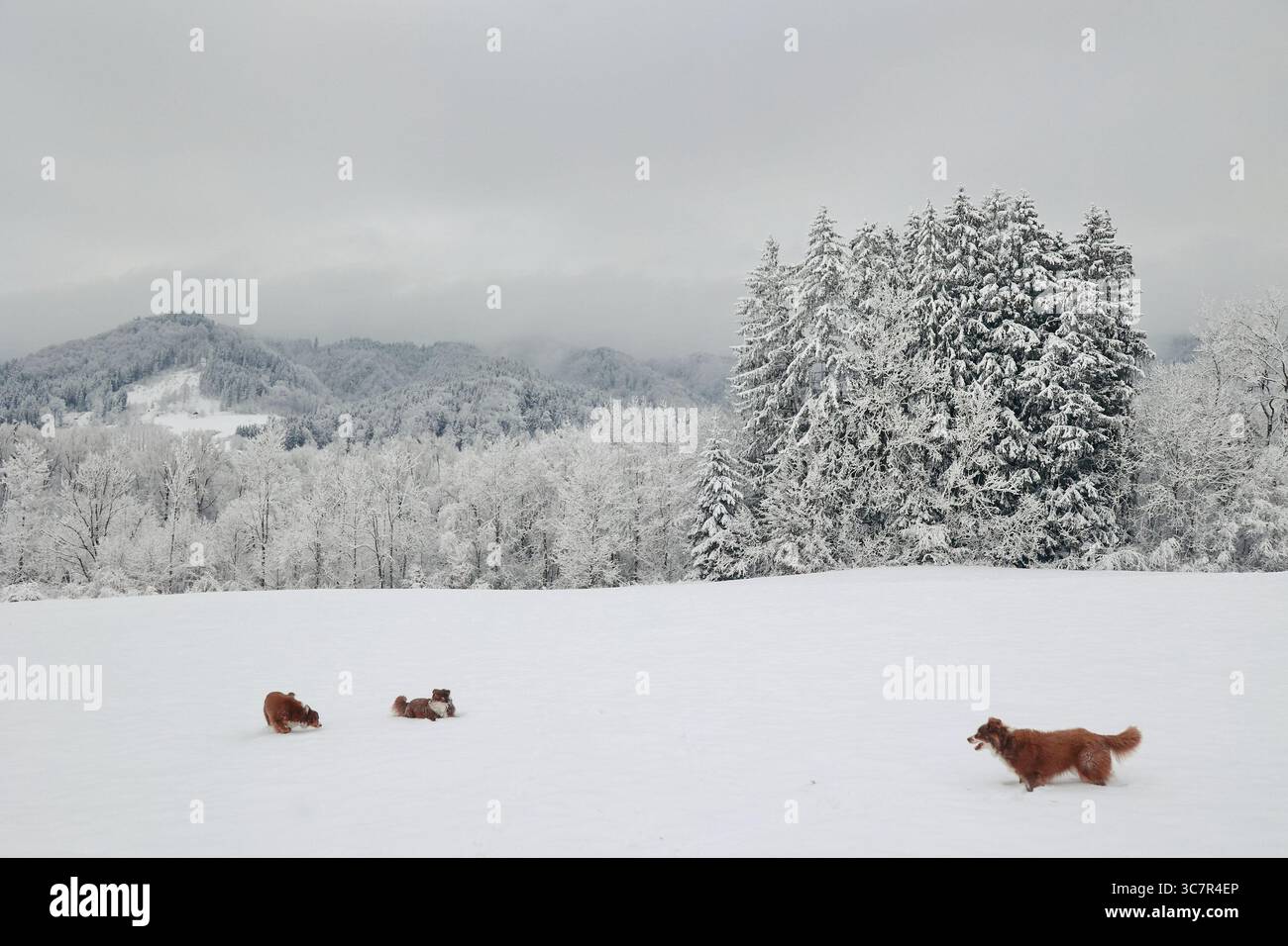 Group of dogs are playing in the snow Stock Photo - Alamy