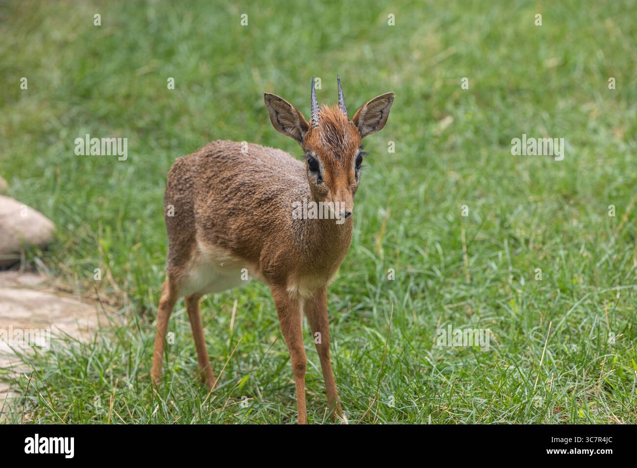 Dik sogish video Dik sogish video