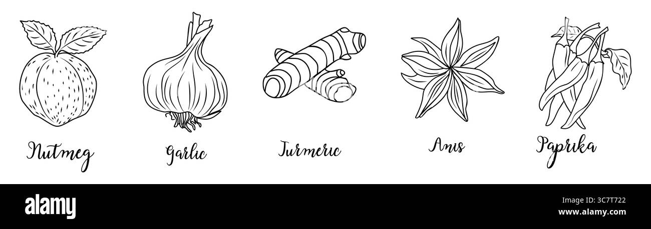 Set of Herbs and spices hand drawn vector Stock Vector Image & Art - Alamy