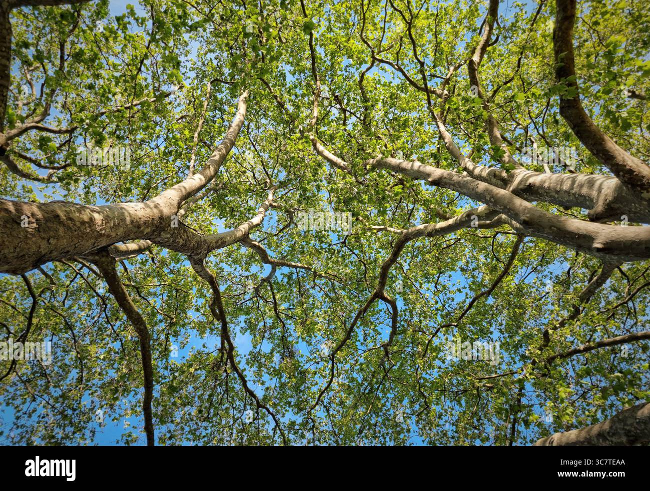 A dramatic upward perspective of several tall trees with branching trunks and a dense canopy of green leaves set against a bright blue sky. - Smartphone Captured Stock Image