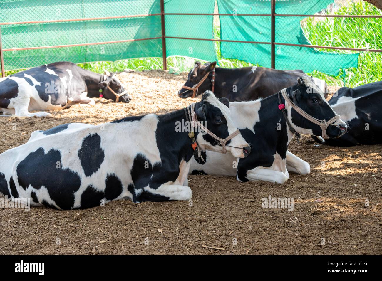 Dairy farming india hi-res stock photography and images - Page 4 - Alamy, image size:1300x957