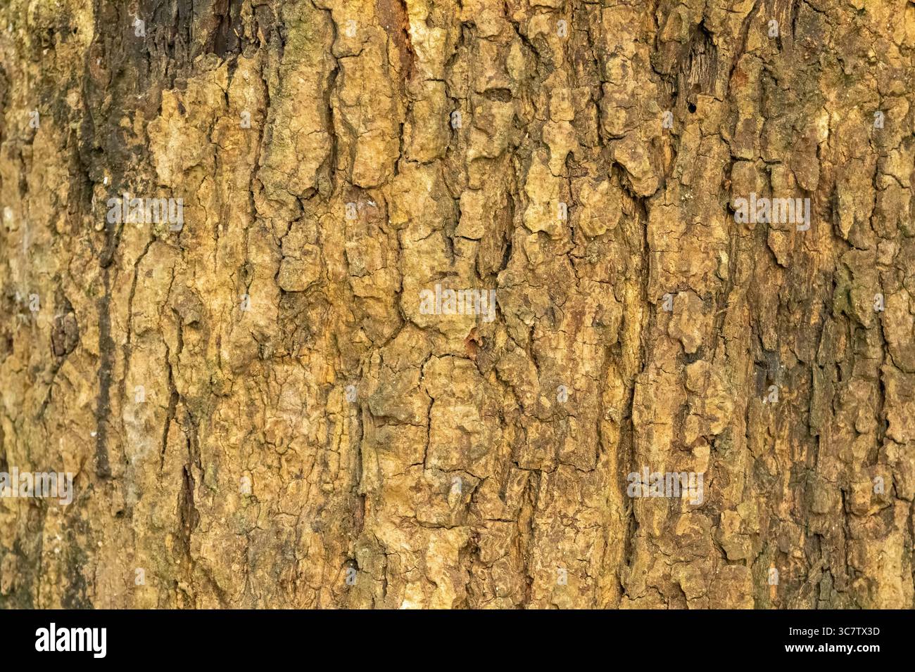 Mango tree bark texture background Stock Photo