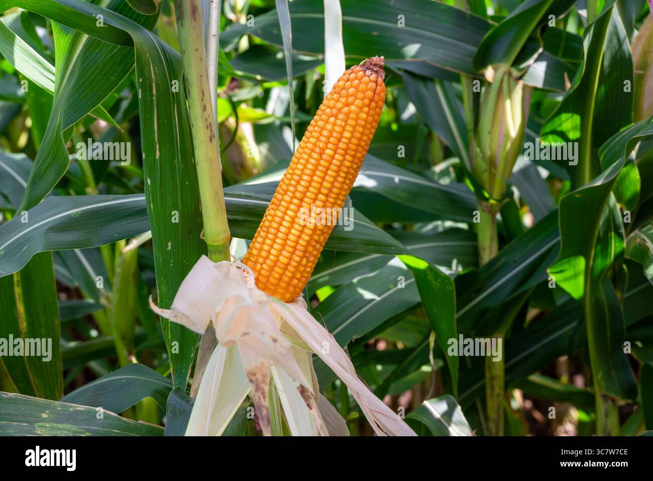Close-up Dried corn cobs in corn field. Dried corns Stock Photo