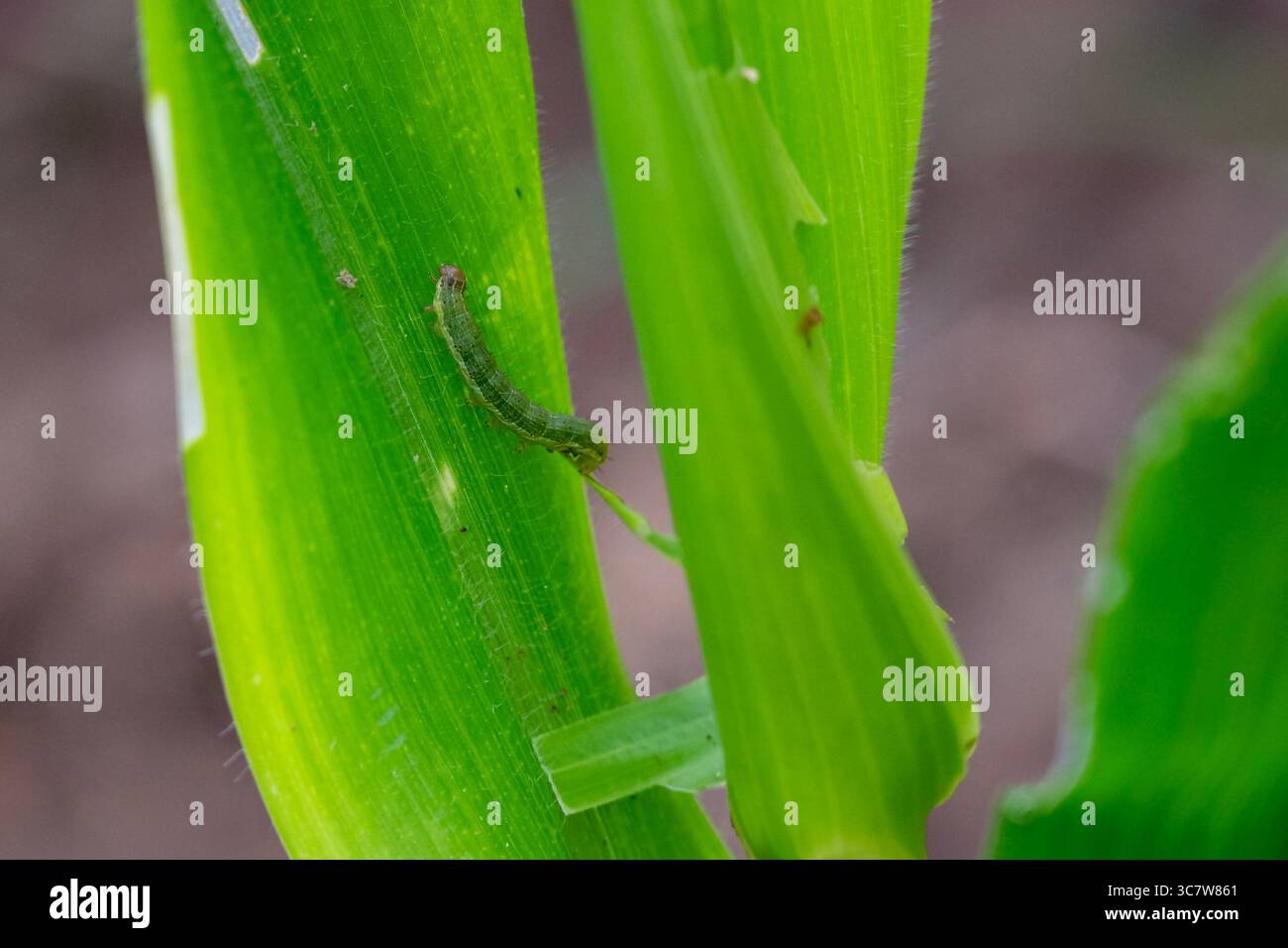 In the maize field, the armyworm attack the maize leaves, causing ...