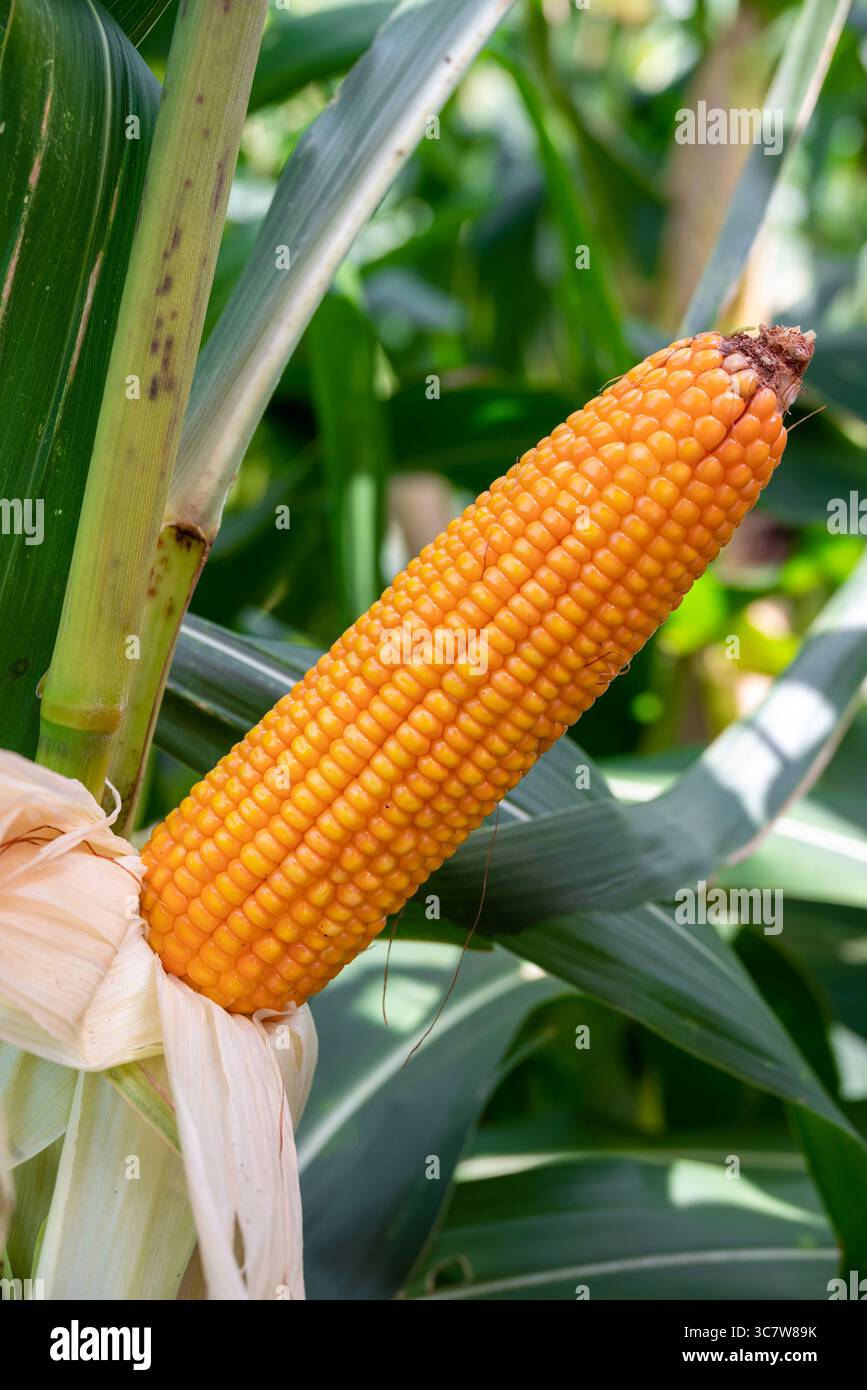 Close-up Dried corn cobs in corn field. Dried corns Stock Photo