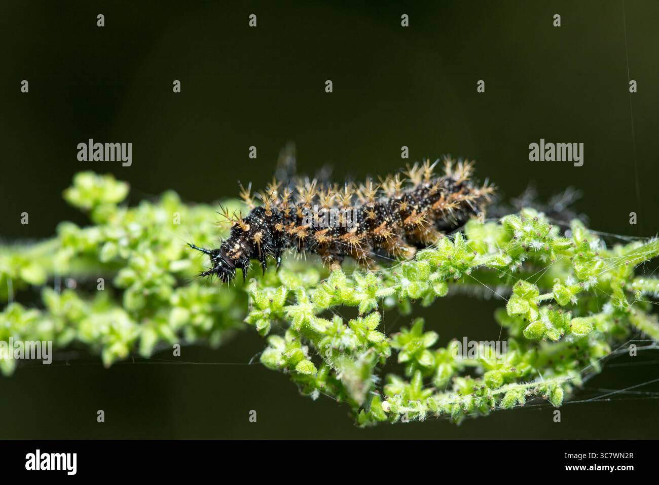 Map butterfly caterpillar (Araschnia levana) on flower in forest closeup with copy space above Stock Photo