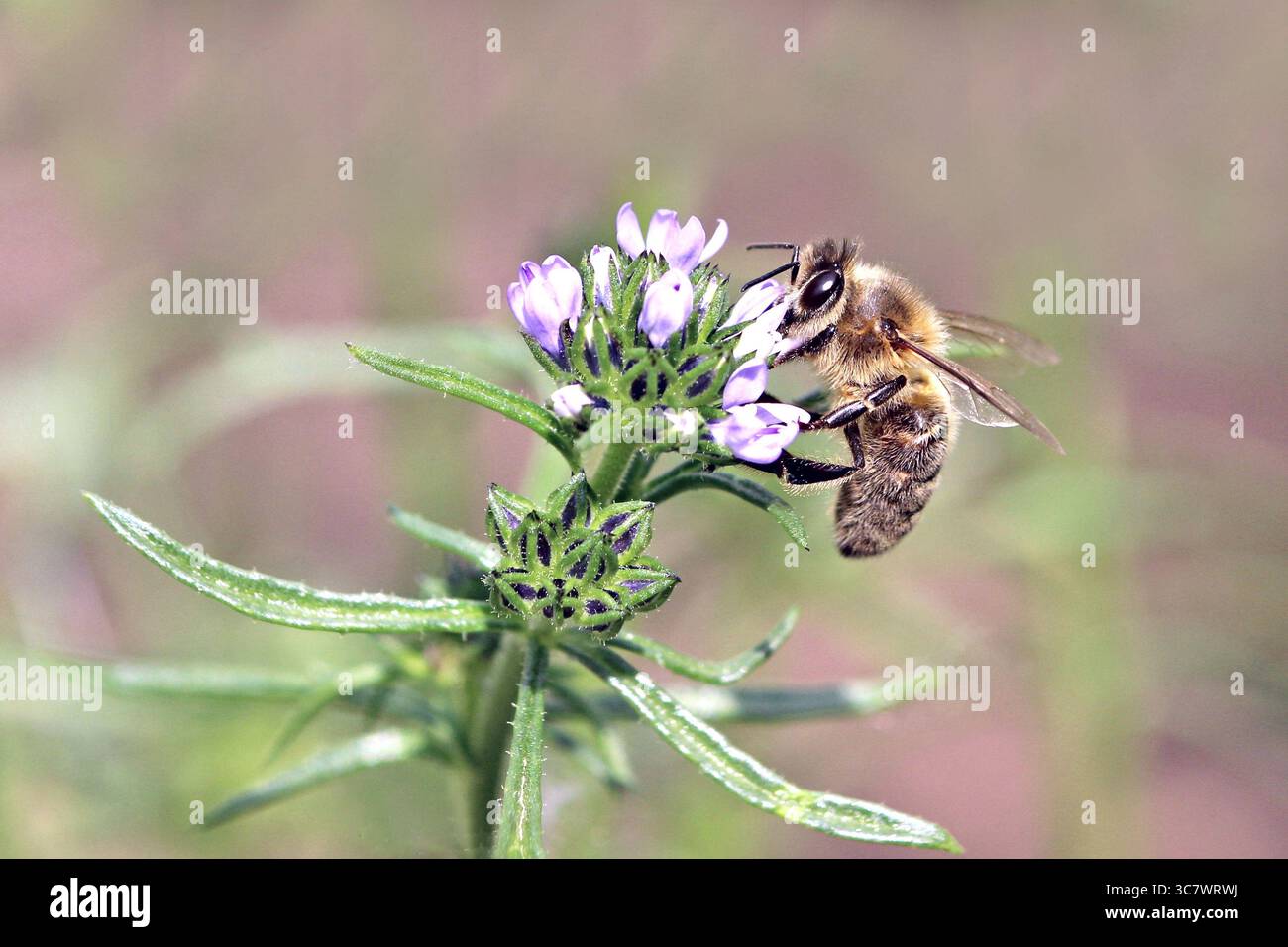 Ruche abeille apis mellifera mellifera hi-res stock photography and ...