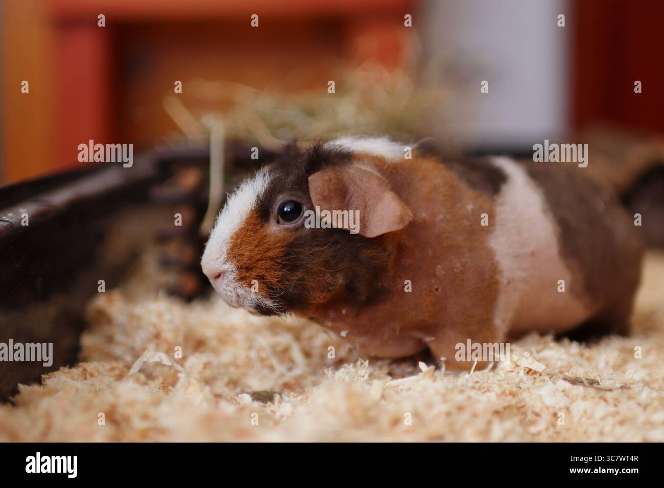 Photo inspiration: Visual Reference: The Skinny Guinea Pig Is Waiting To Food It Is