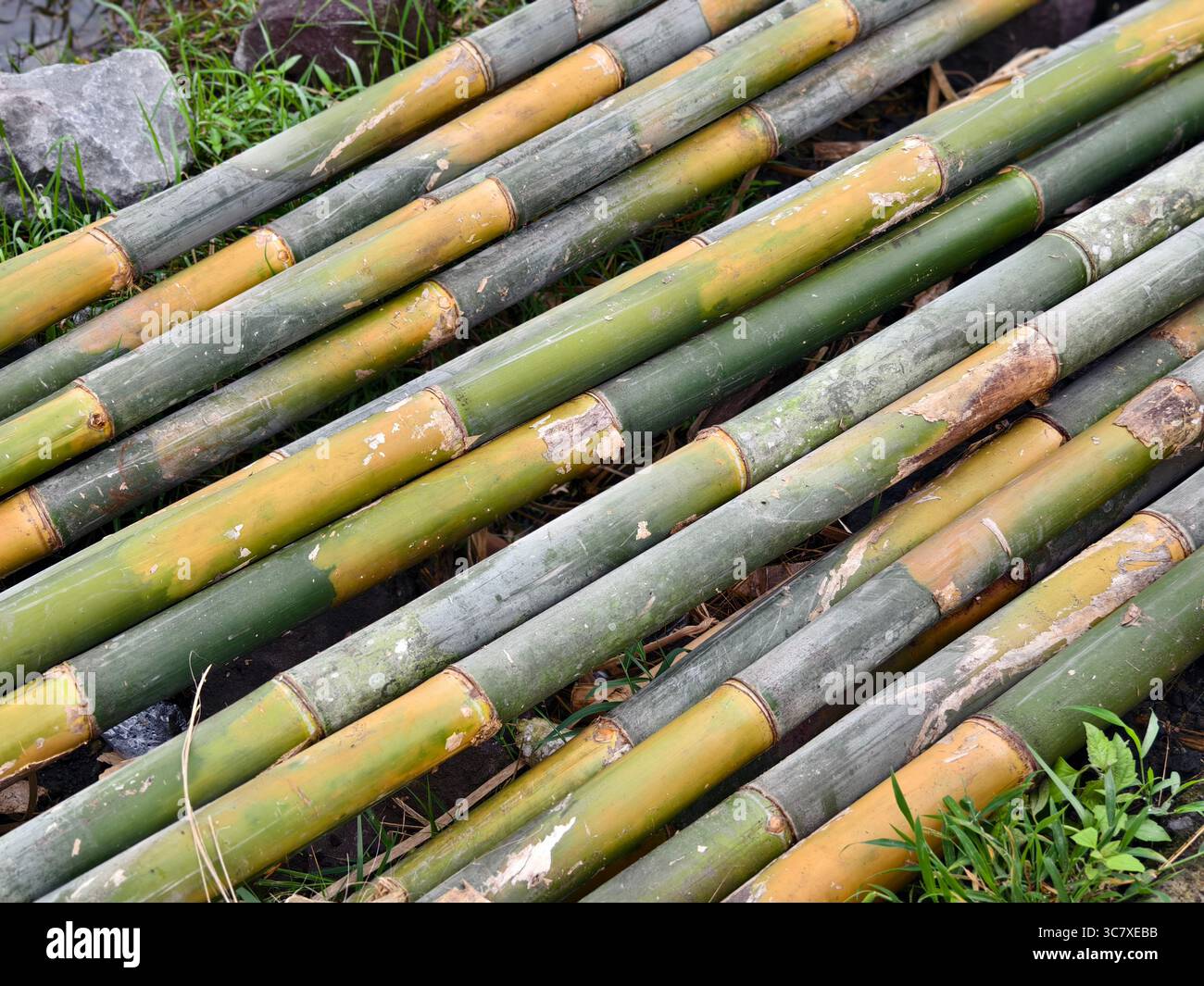 Stack of harvested bamboo poles to be used for construction and ...
