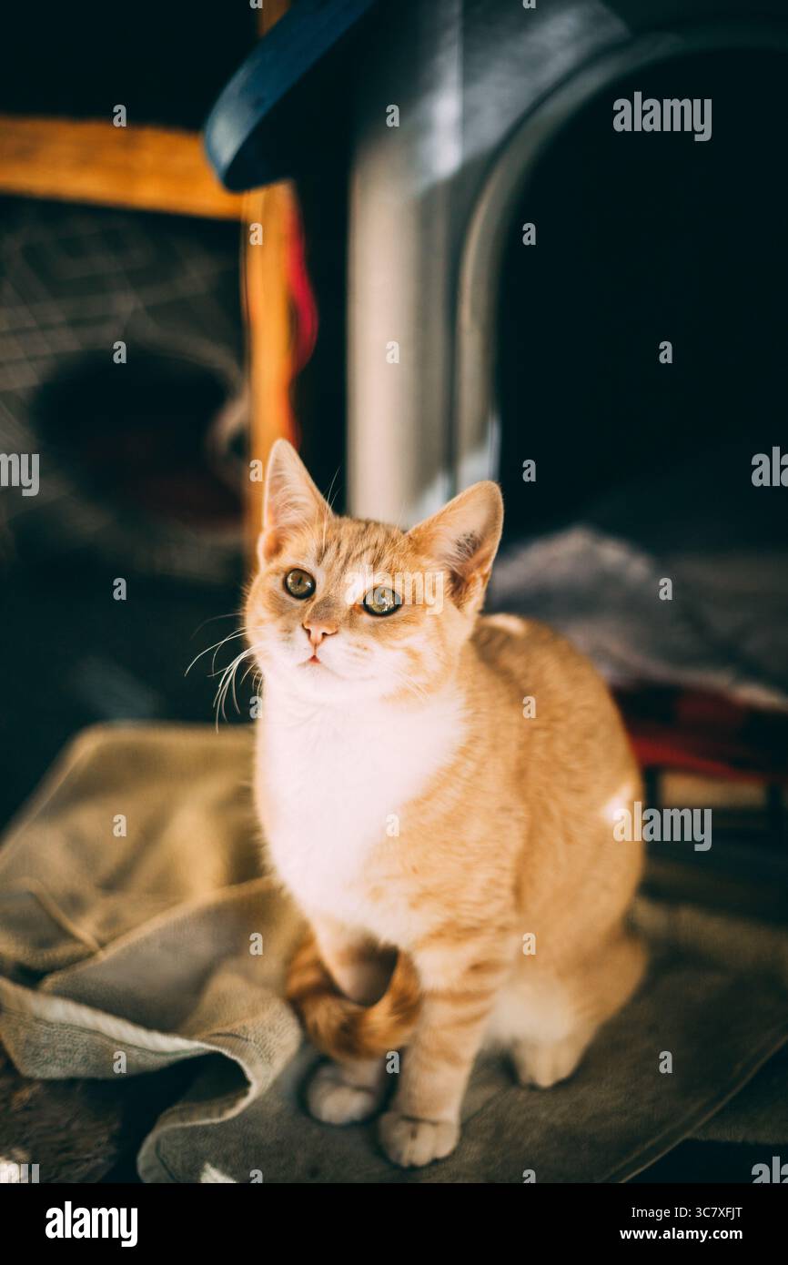 Ginger kitten sitting indoors with curious expression, looking directly at the camera. Stock Photo