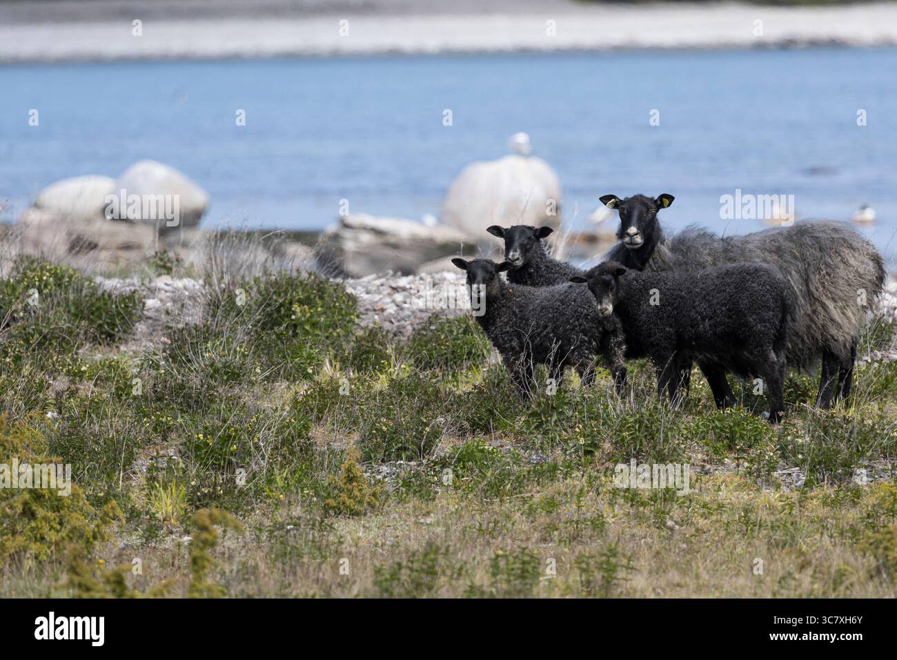 Gotland-Schaf, Gotlandschaf, Gotland-Schafe, Muttertier, Weibchen, Aue mit Lamm, Lämmern, Lämmer, Pelzschaf, Pelzschafe, Schafrasse, Schafrassen, Gotl Stock Photo