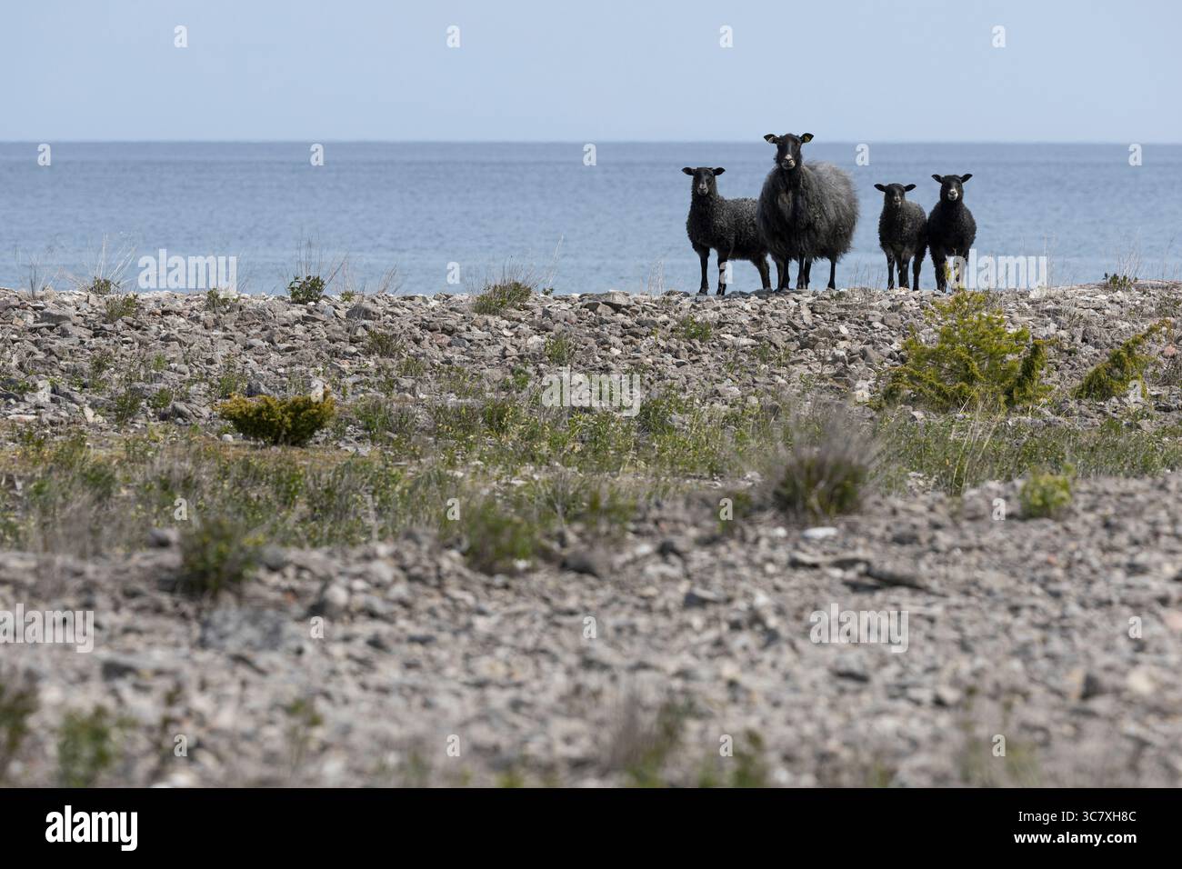 Gotland-Schaf, Gotlandschaf, Gotland-Schafe, Muttertier, Weibchen, Aue mit Lamm, Lämmern, Lämmer, Pelzschaf, Pelzschafe, Schafrasse, Schafrassen, Gotl Stock Photo
