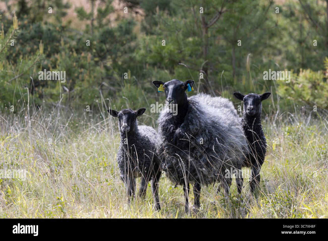 Gotland-Schaf, Gotlandschaf, Gotland-Schafe, Muttertier, Weibchen, Aue mit Lamm, Lämmern, Lämmer, Pelzschaf, Pelzschafe, Schafrasse, Schafrassen, Gotl Stock Photo