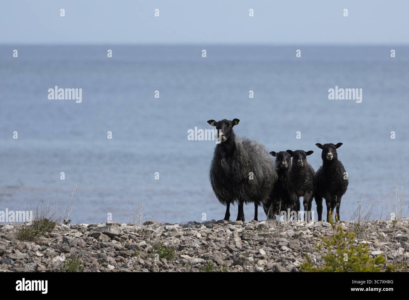 Gotland-Schaf, Gotlandschaf, Gotland-Schafe, Muttertier, Weibchen, Aue mit Lamm, Lämmern, Lämmer, Pelzschaf, Pelzschafe, Schafrasse, Schafrassen, Gotl Stock Photo