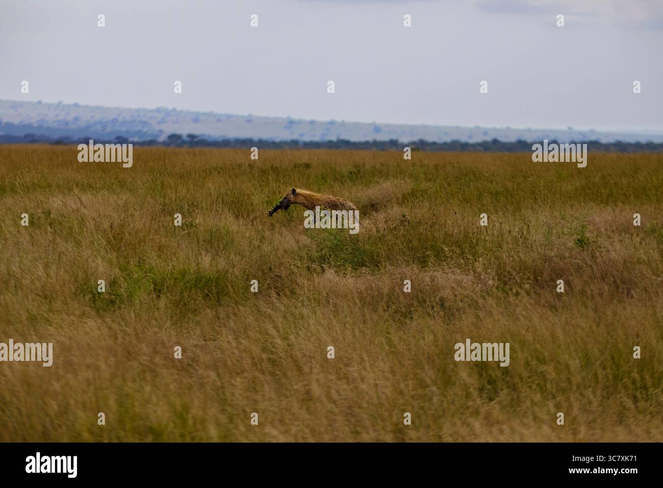 A hyena walks through the tall grass with a carcass in its mouth of the Masai Mara National Reserve, Kenya, Africa. Stock Photo