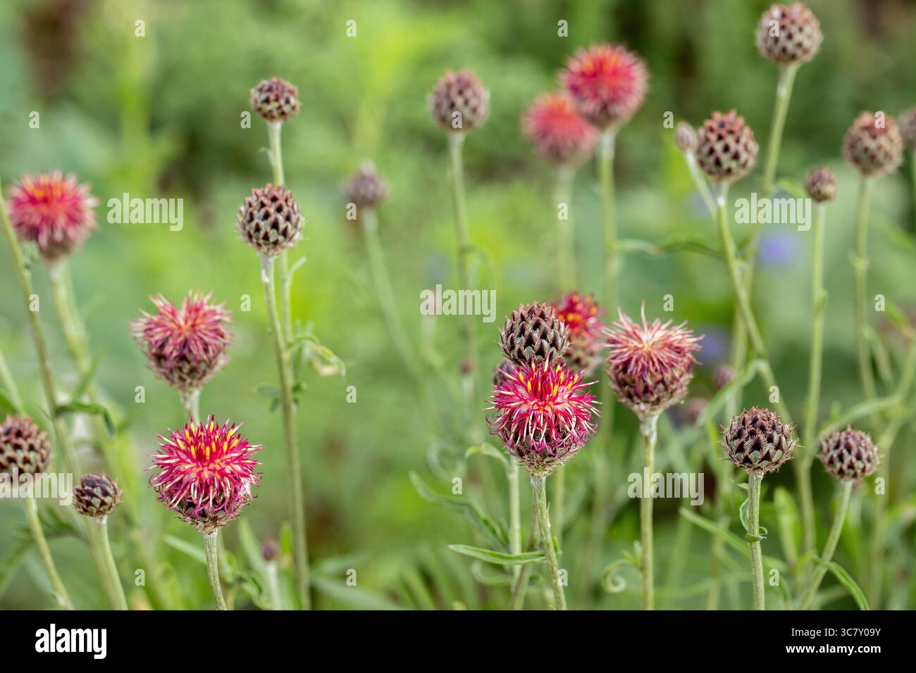 Very dark purple knapweed hi-res stock photography and images - Alamy