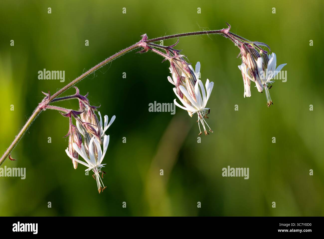 Nottingham catchfly flowering Stock Photo