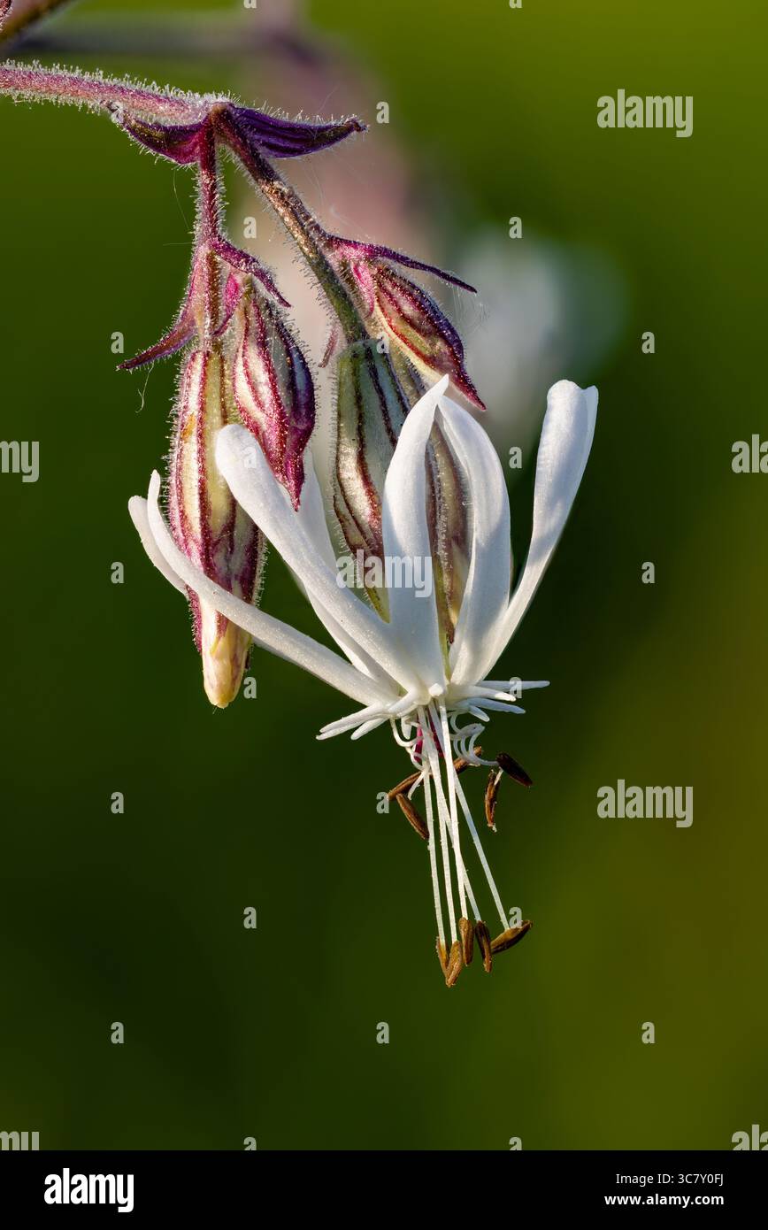 Nottingham catchfly flowering Stock Photo