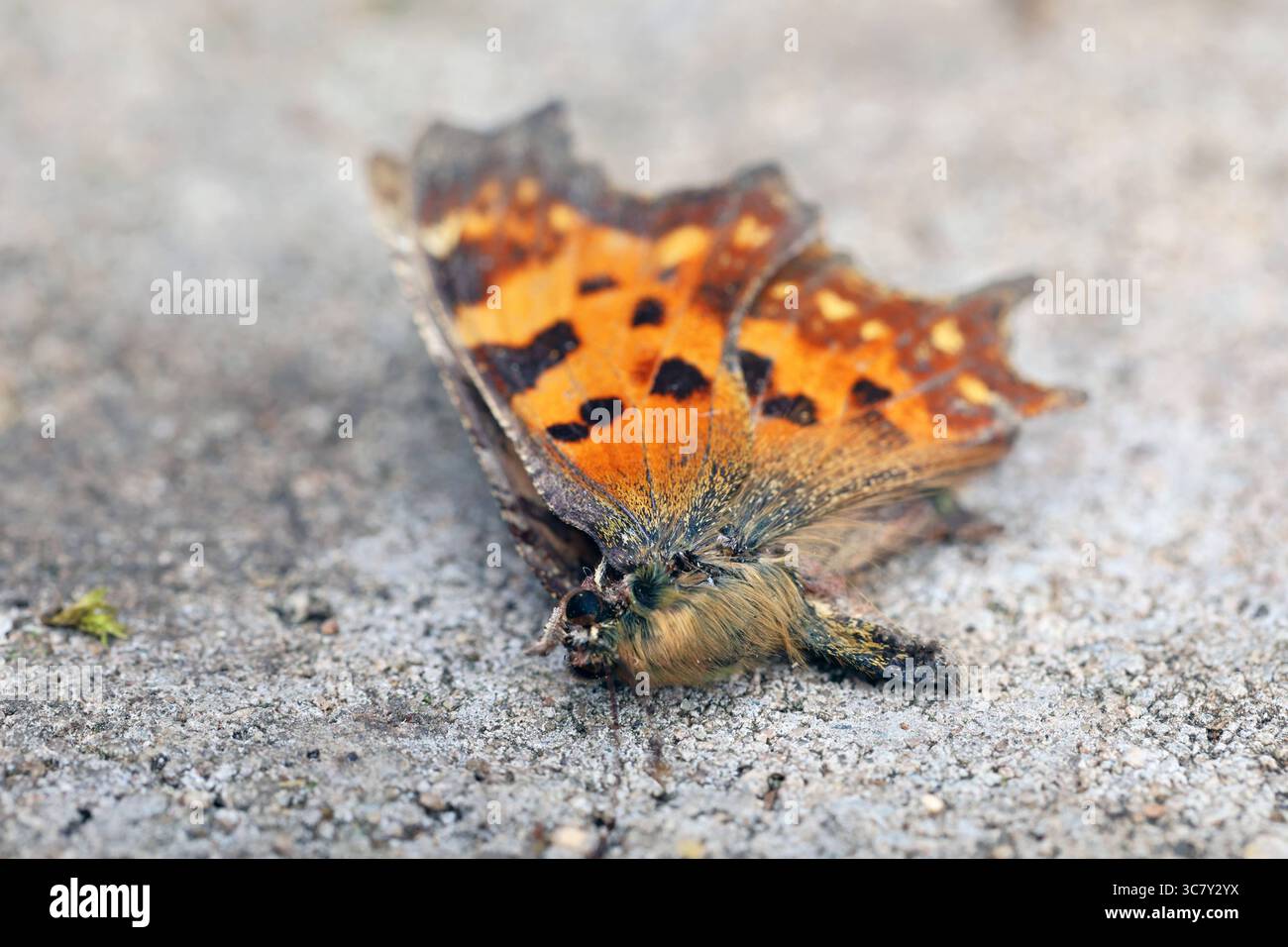 Fortschreitendes Insektensterben Insektensterben wie hier am Beispiel ...